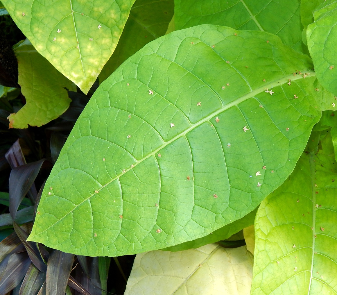 Image of Nicotiana tabacum specimen.