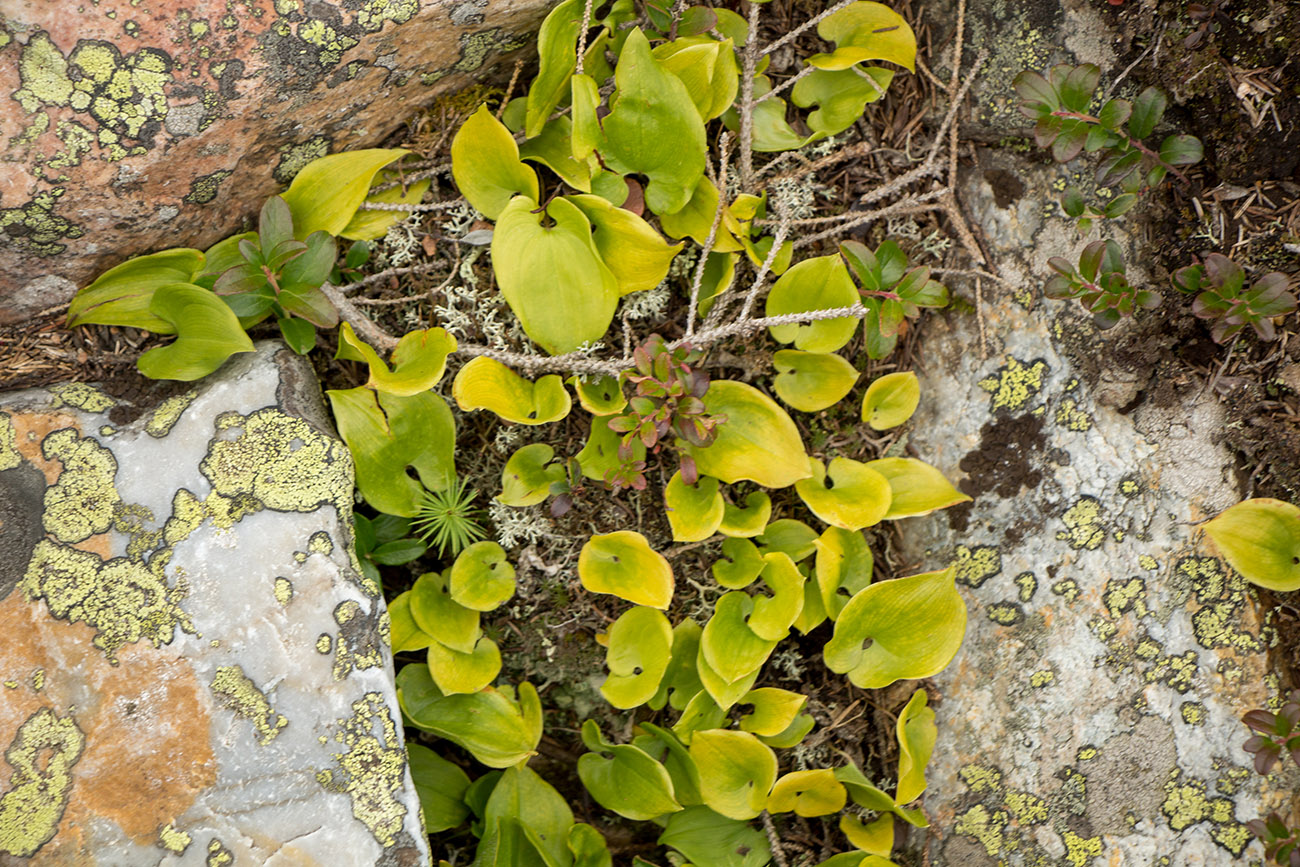 Изображение особи Maianthemum bifolium.