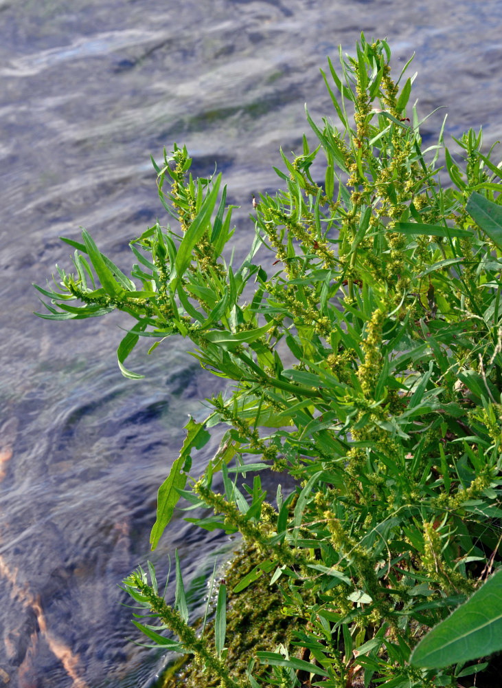 Изображение особи Rumex maritimus.