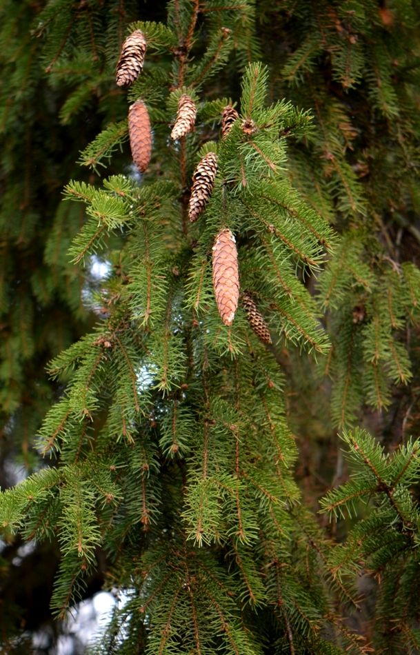 Image of Picea abies specimen.