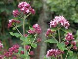 Origanum vulgare. Верхушки побегов с соцветиями. Московская обл., Дмитровский р-н, берег канала им. Москвы, обочина грунтовой дороги, идущей вдоль канала. 06.07.2019.