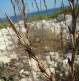 Elytrigia obtusiflora