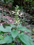 Salvia glutinosa