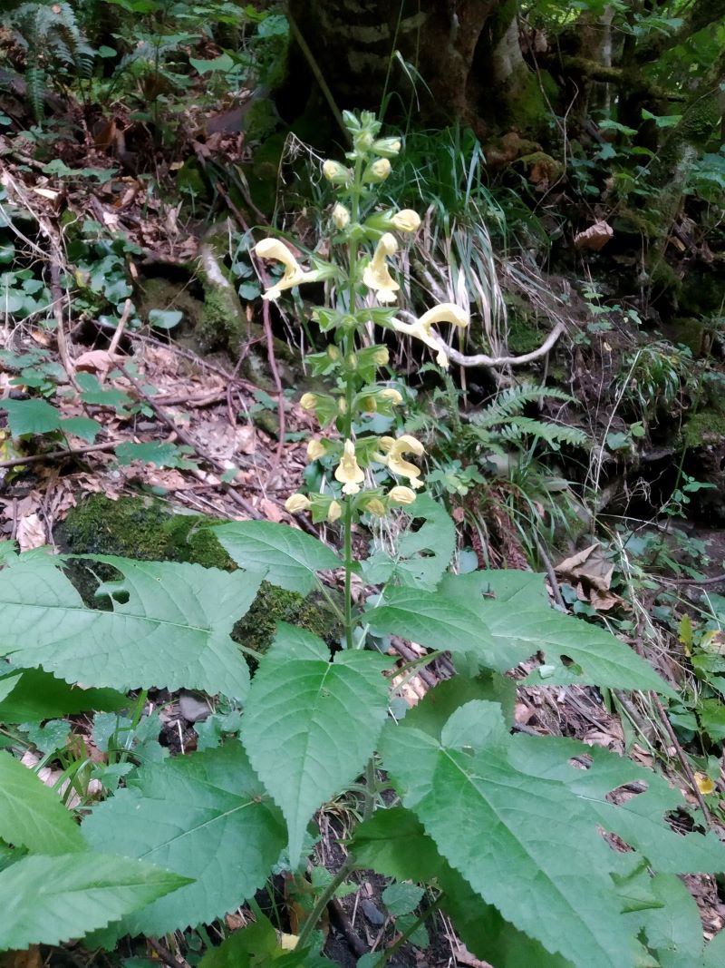 Image of Salvia glutinosa specimen.