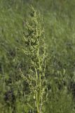 Rumex gmelinii. Соцветия. Сахалинская обл., Охинский р-н, окр. г. Оха, залив Уркт, заболоченный приморский луг. 23.07.2017.