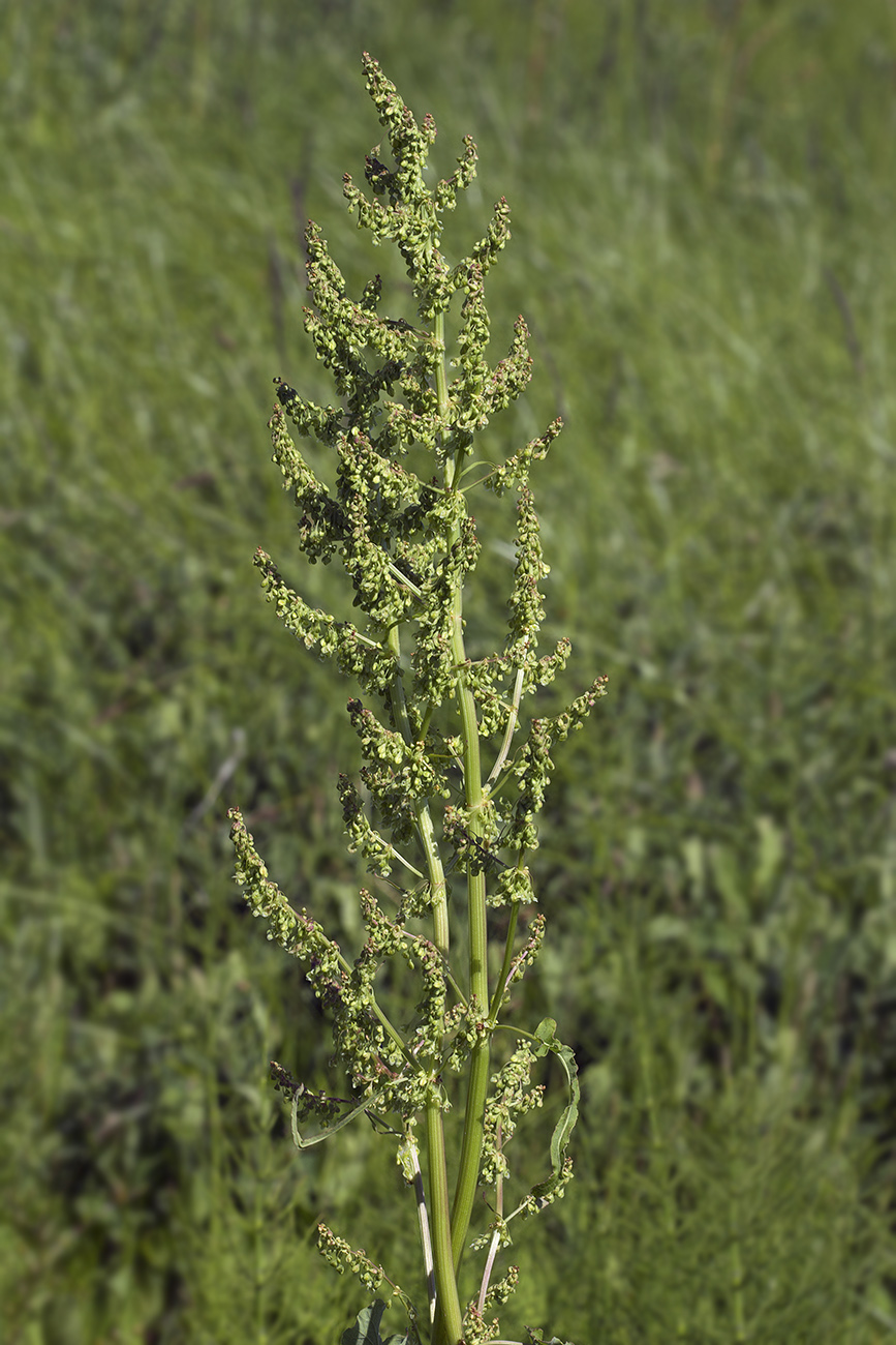 Изображение особи Rumex gmelinii.