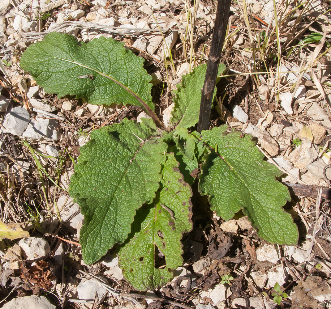 Изображение особи Verbascum pyramidatum.