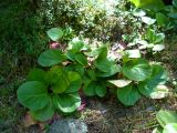 Bergenia crassifolia