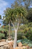 Aloidendron dichotomum. Вегетирующее растение. США, Калифорния, Сан-Франциско, Golden Gate Park, в озеленении. 17.02.2017.
