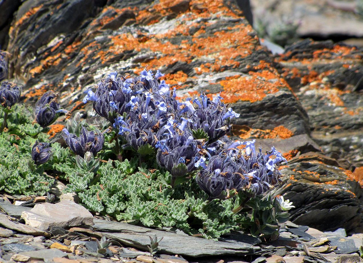 Image of Nepeta lipskyi specimen.