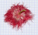 Calliandra разновидность carbonaria