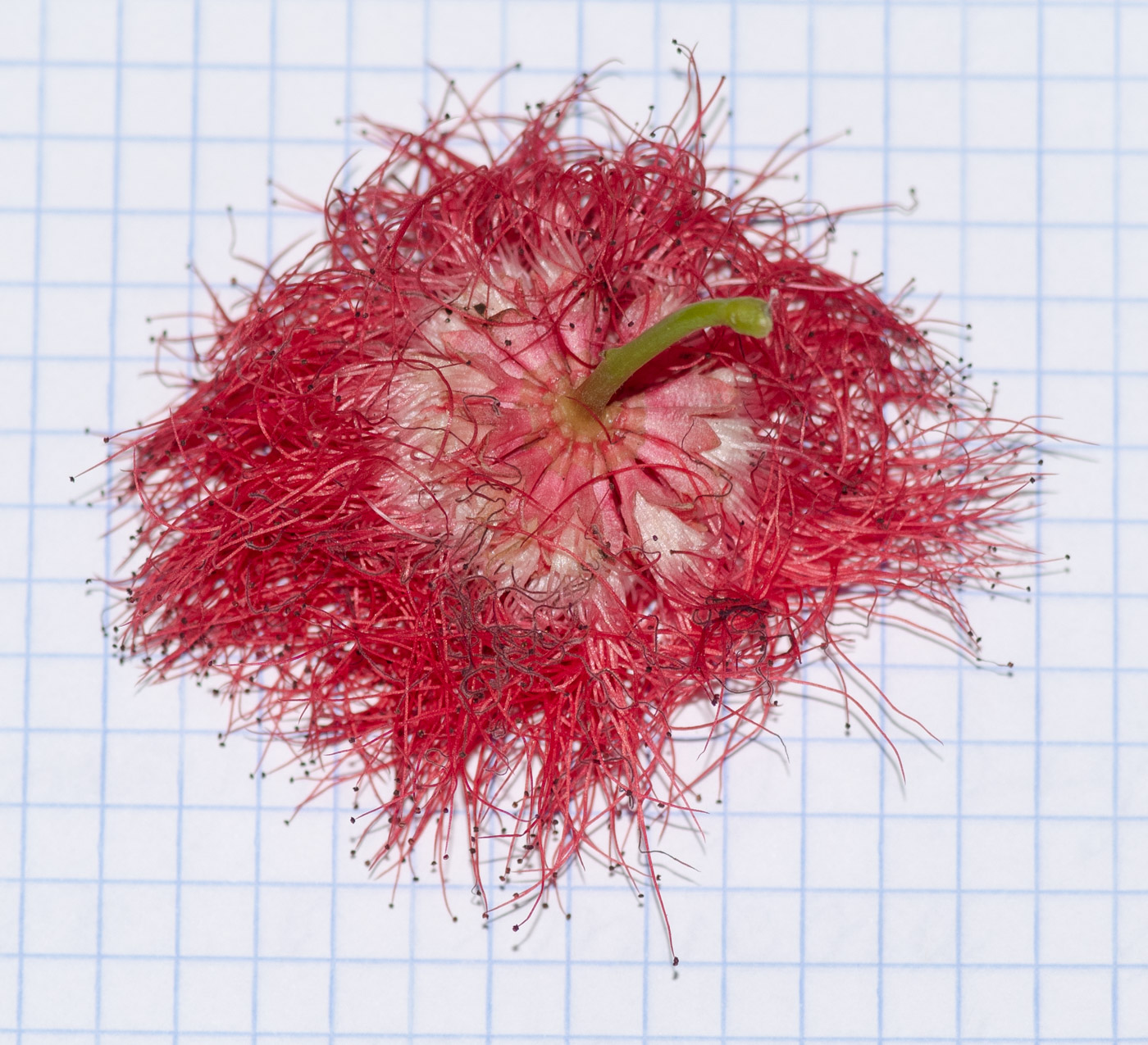 Изображение особи Calliandra trinervia var. carbonaria.