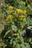 Solidago подвид dahurica