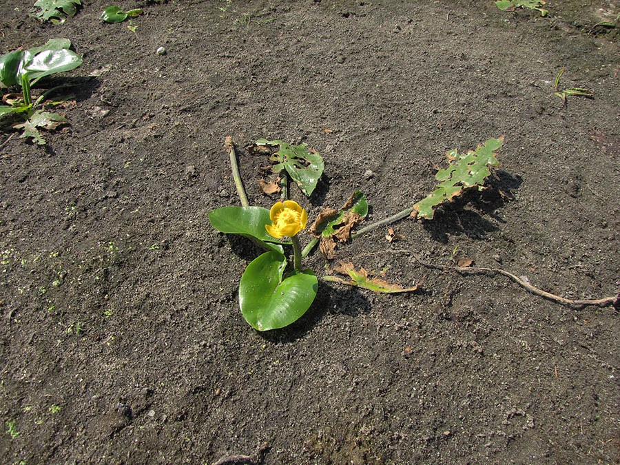 Image of Nuphar lutea specimen.