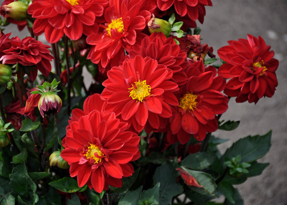 Image of Dahlia pinnata specimen.