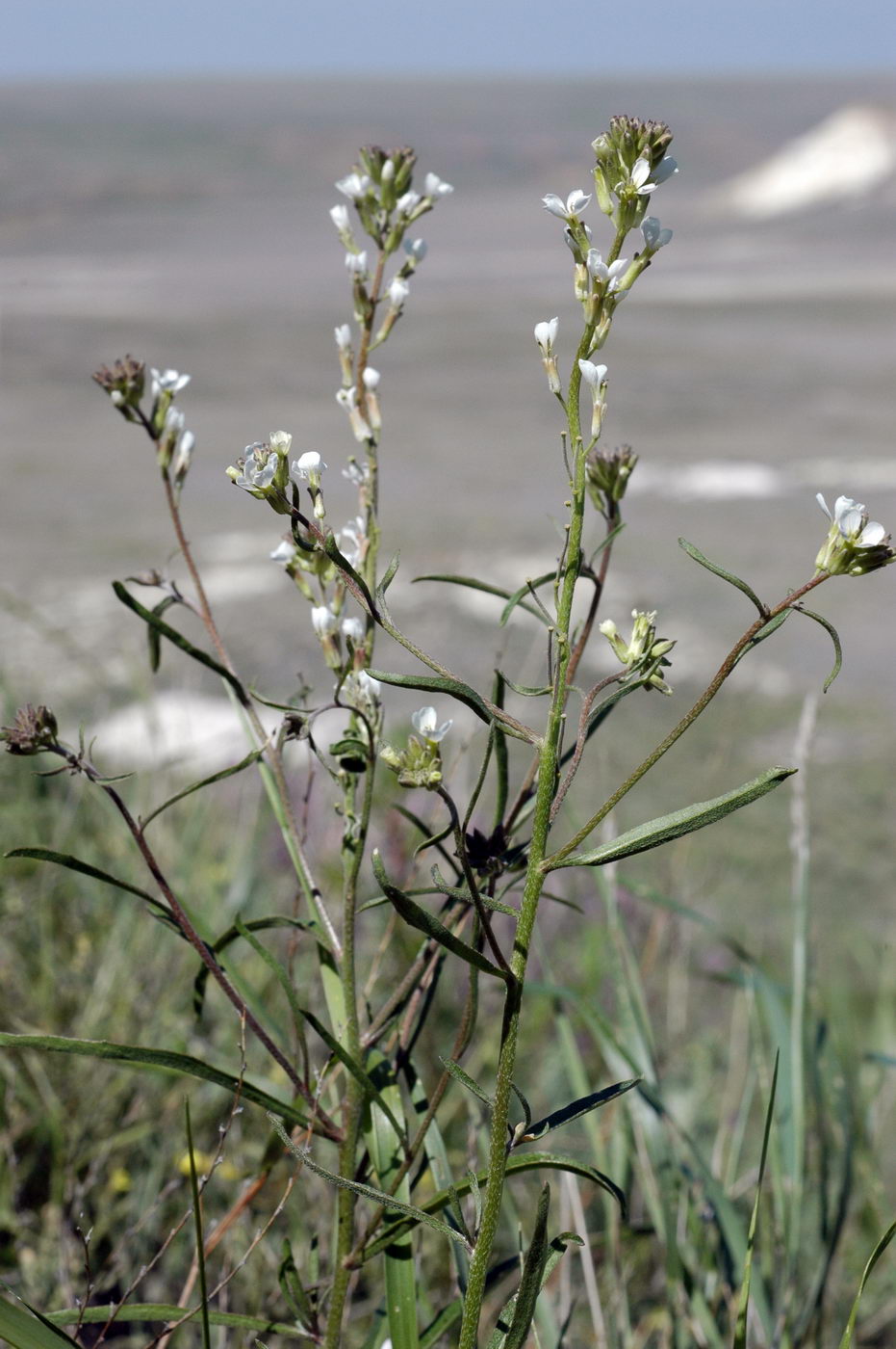 Image of Erysimum versicolor specimen.