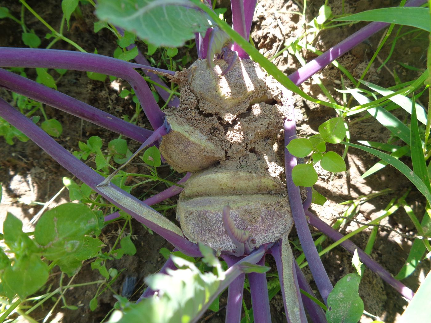 Изображение особи Brassica oleracea var. gongylodes.