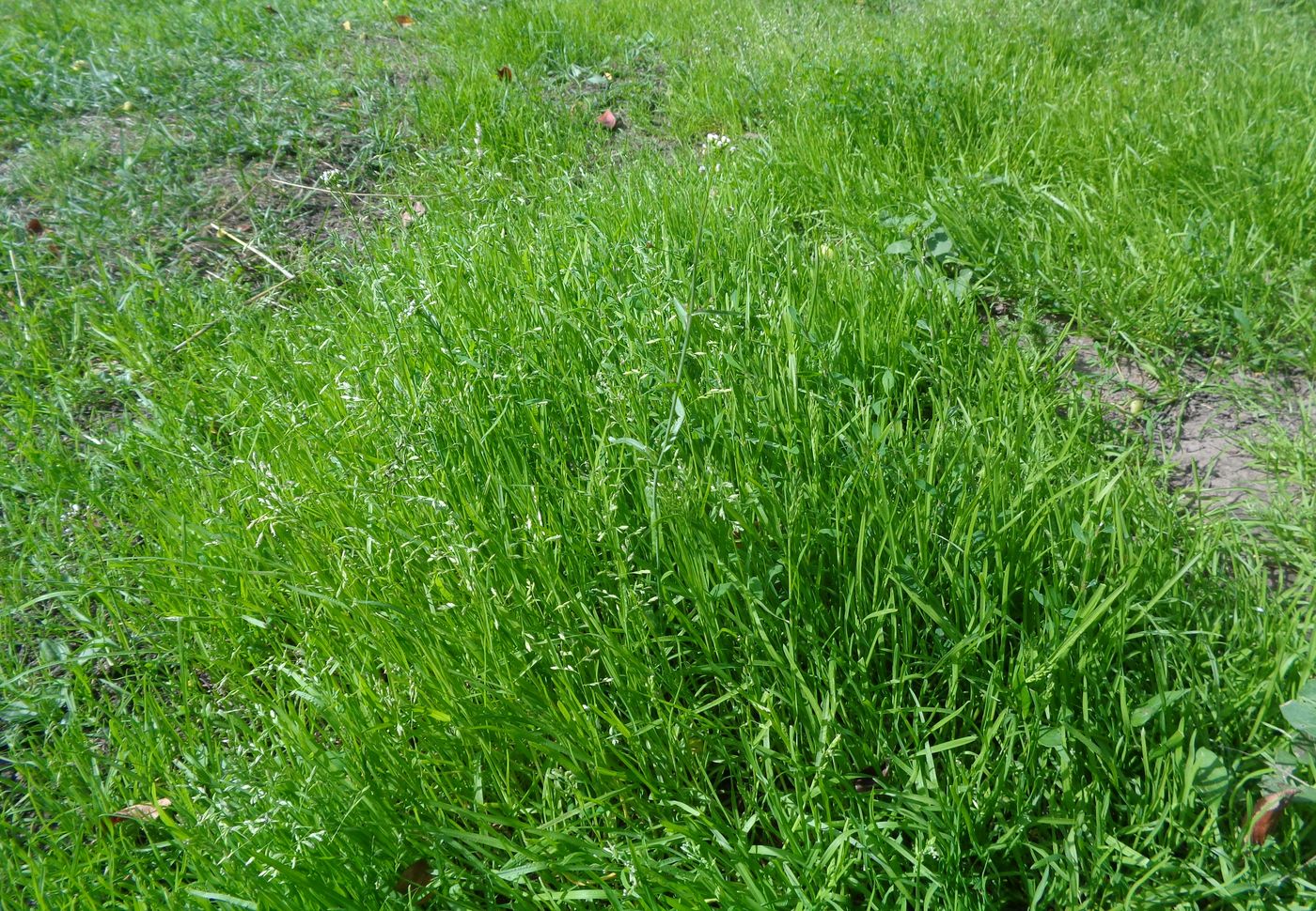 Image of Poa annua specimen.