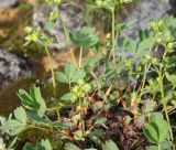 Sibbaldia procumbens. Цветущее растение (часть). Мурманская обл., Хибины, окр. Кировска, г. Кукисвумчорр. 11.08.2010.