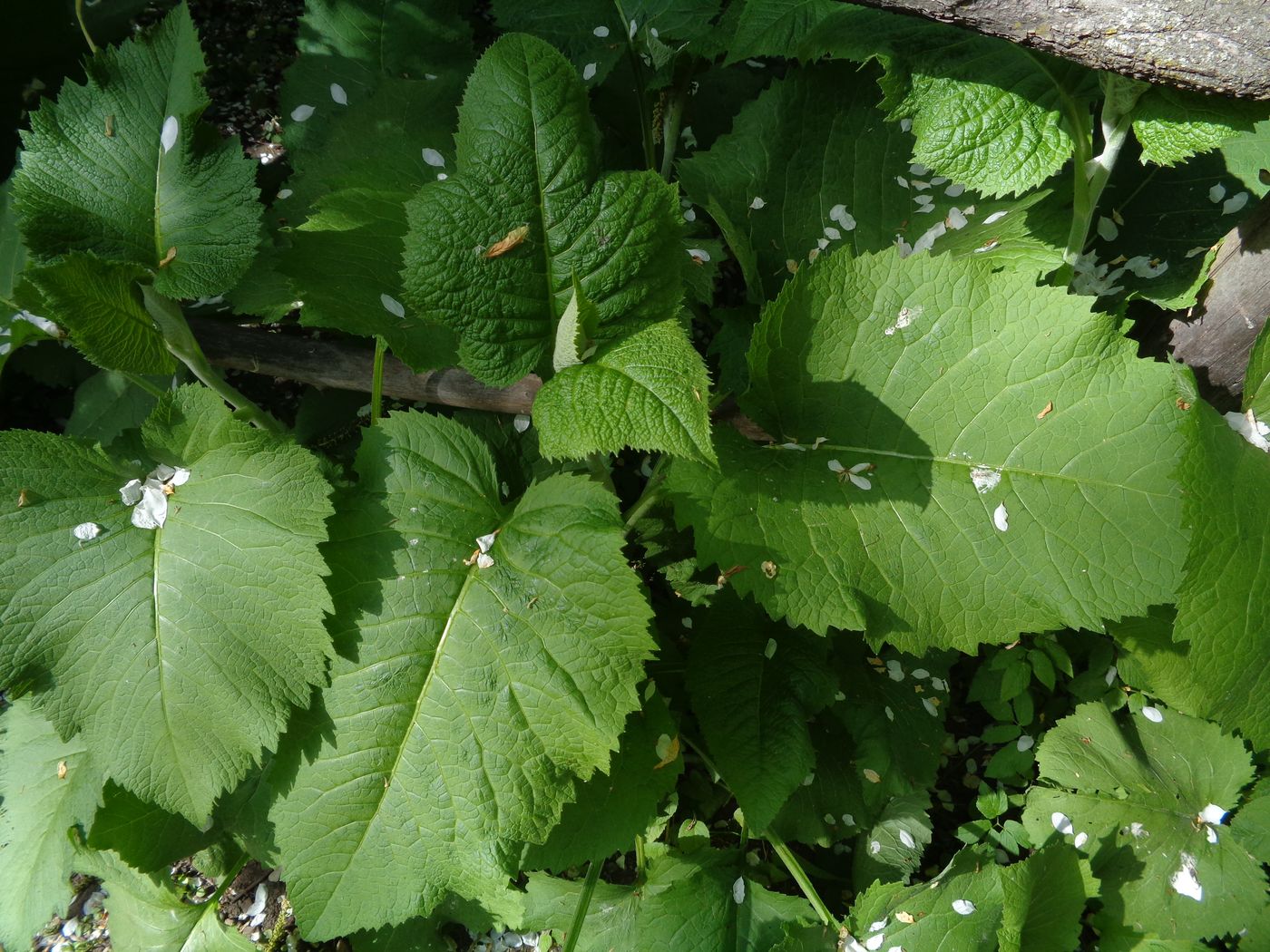 Изображение особи Telekia speciosa.