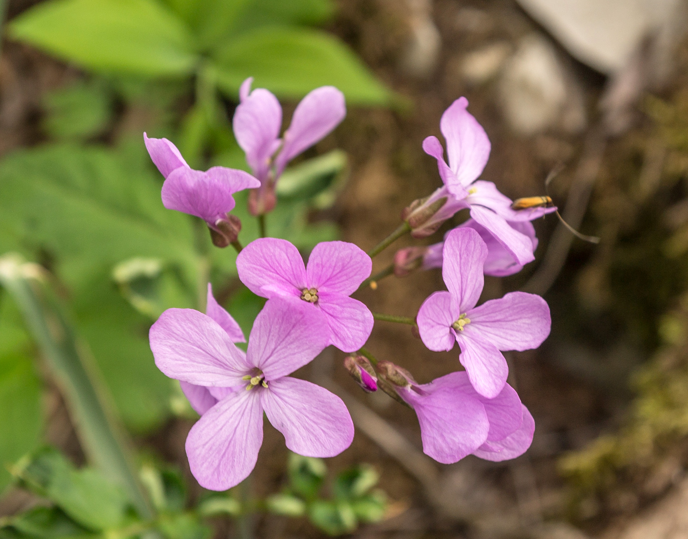 Изображение особи Cardamine quinquefolia.