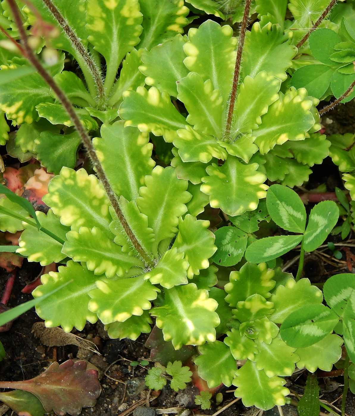 Изображение особи Saxifraga umbrosa.