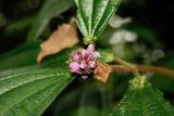 Miconia tococapitata