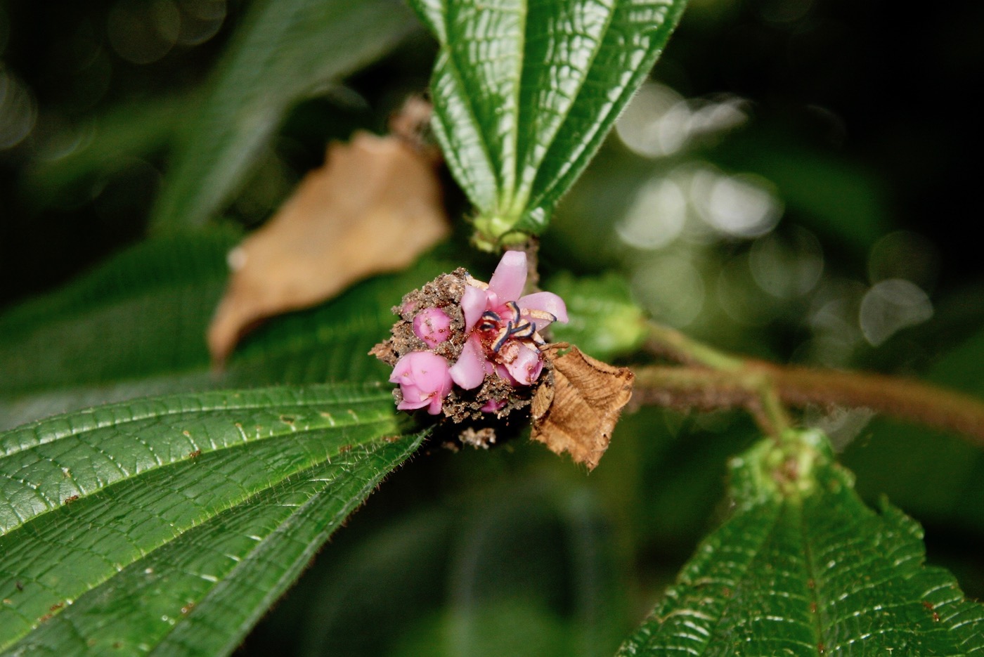 Изображение особи Miconia tococapitata.