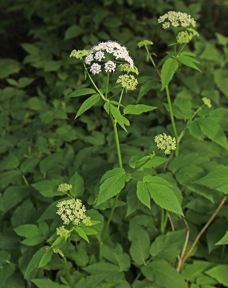 Image of Aegopodium podagraria specimen.