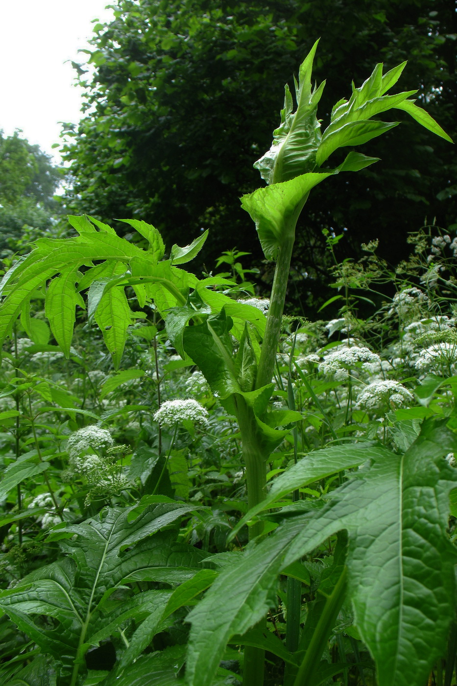 Image of Cirsium oleraceum specimen.