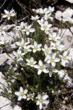 Minuartia adenotricha