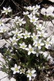 Minuartia adenotricha. Цветущие растения. Горный Крым, плато Чатырдаг. 18 июня 2008 г.