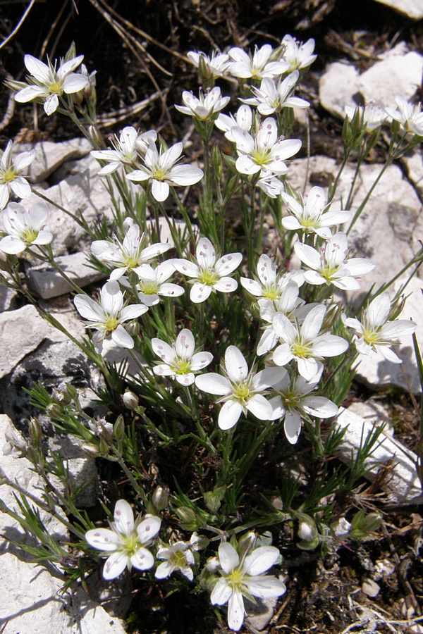 Image of Minuartia adenotricha specimen.