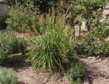 genus Pennisetum. Цветущее растение. Украина, г. Запорожье, озеленение двора многоэтажного дома. 03.08.2020.