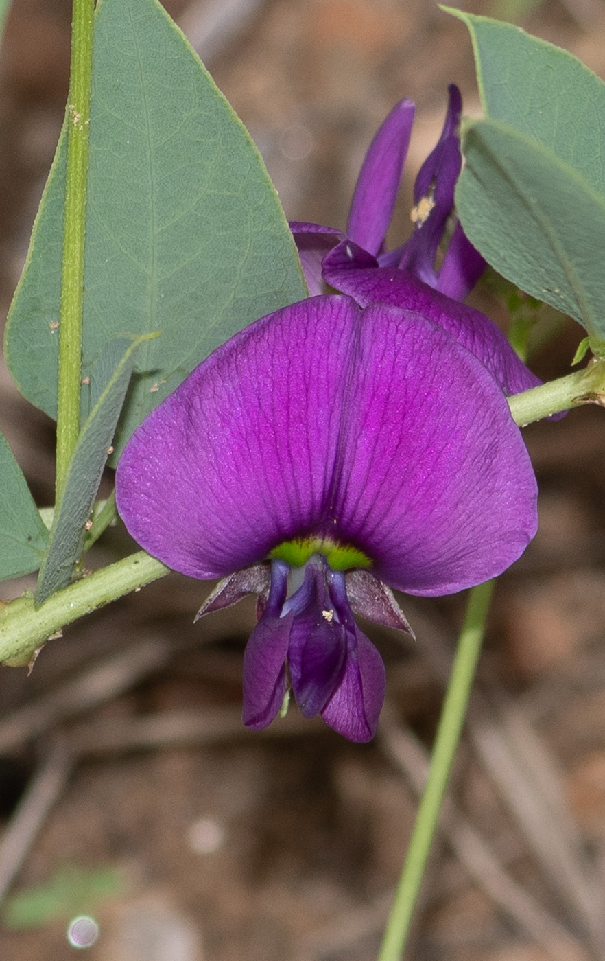 Image of Otoptera burchellii specimen.