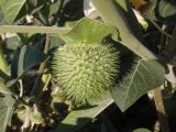 Datura innoxia. Часть побега с незрелым плодом. Украина, Херсонская обл., Генический р-н, Геническ, городской пляж, возле дома. 15.08.2020.