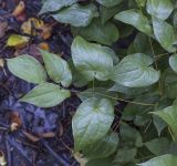 род Epimedium