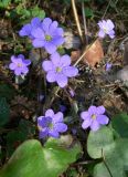 Hepatica nobilis. Цветущее растение в хвойно-широколиственном лесу. Новгородская обл., Окуловский р-н, бывшая усадьба \"Матвейково\". 05.05.2009.