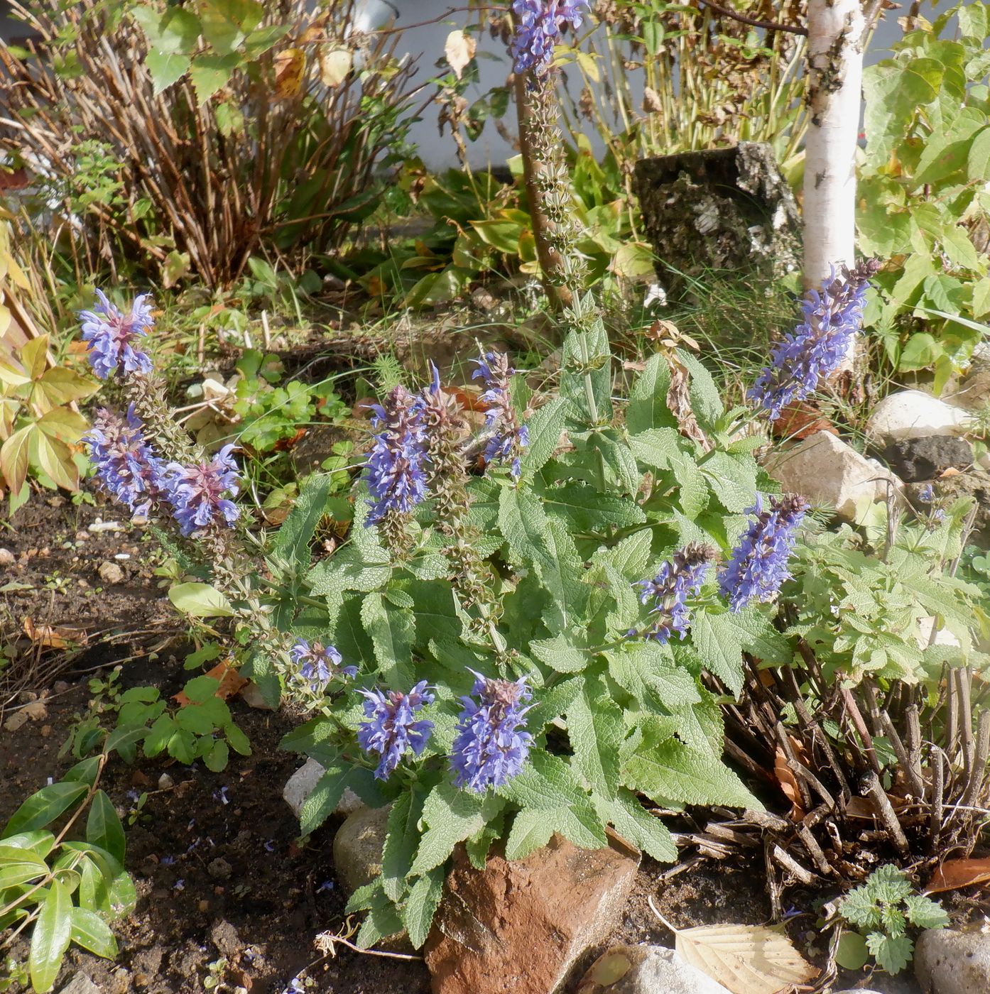 Изображение особи Salvia tesquicola.