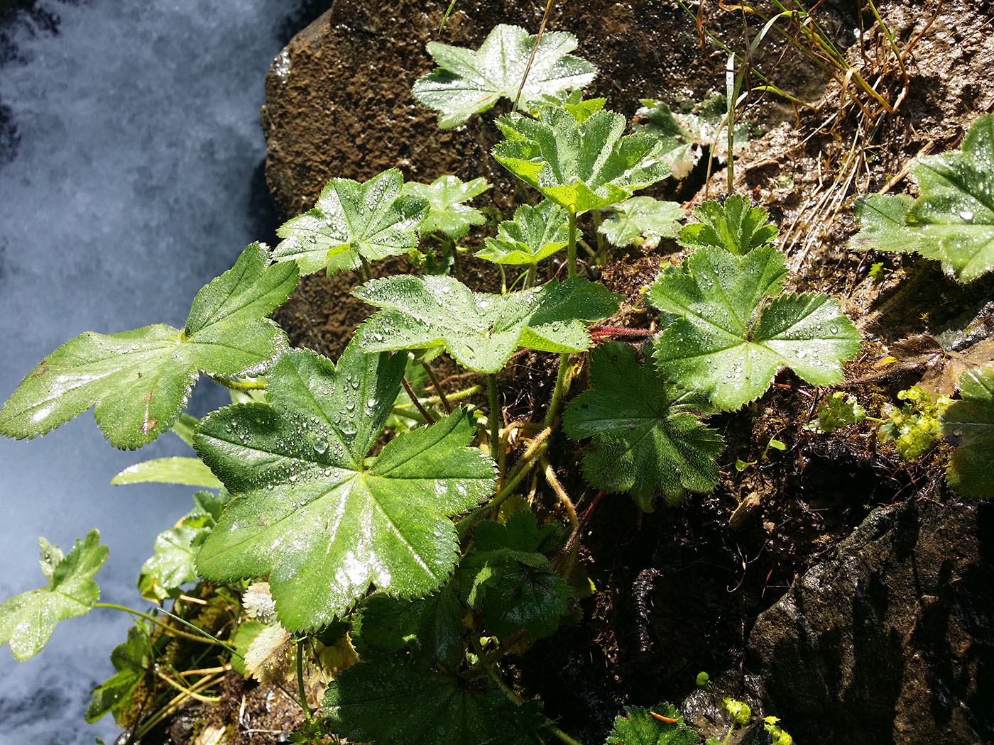 Image of genus Alchemilla specimen.