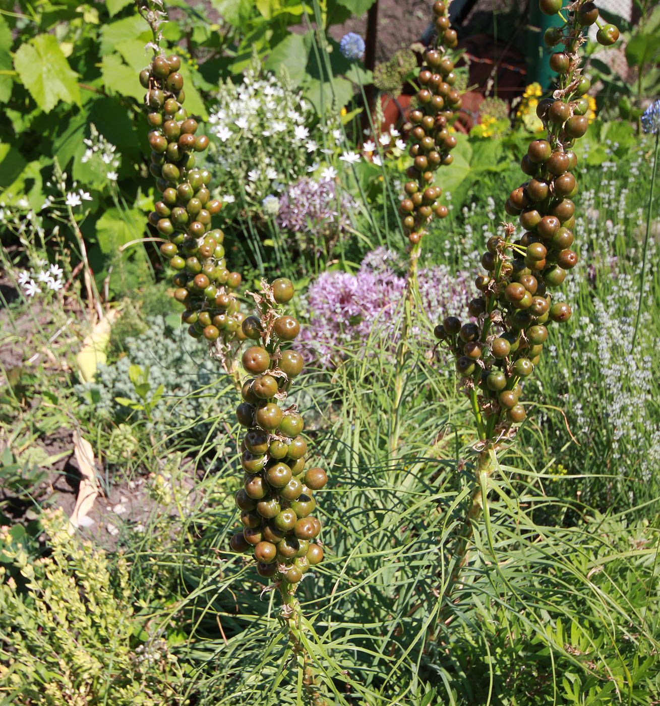 Image of Asphodeline lutea specimen.