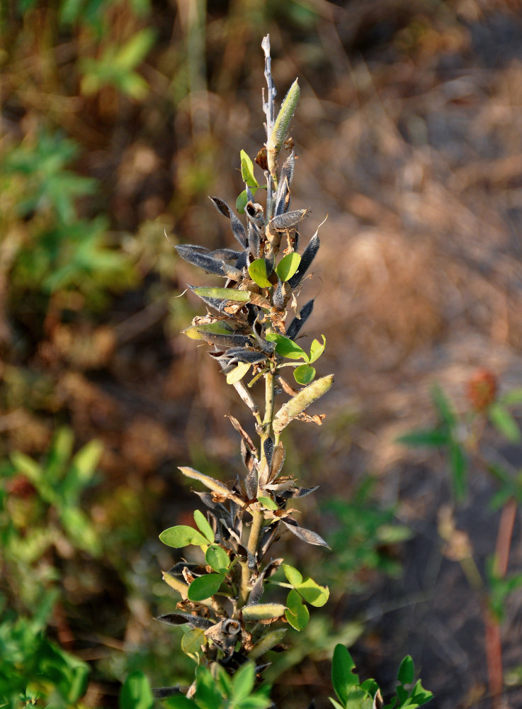 Image of Chamaecytisus ruthenicus specimen.