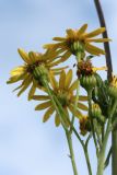 Senecio jacobaea