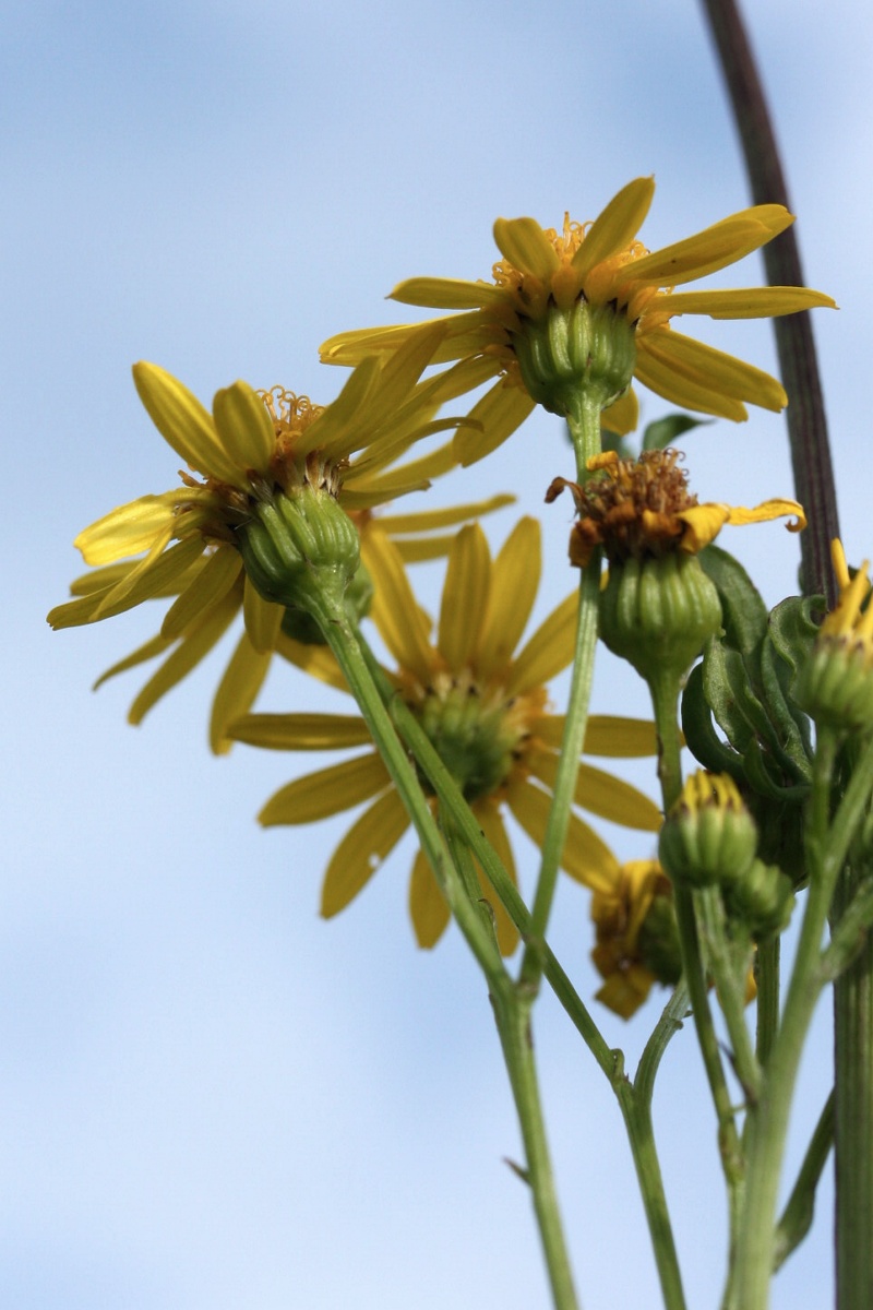 Изображение особи Senecio jacobaea.