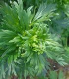 Aconitum × stoerkianum