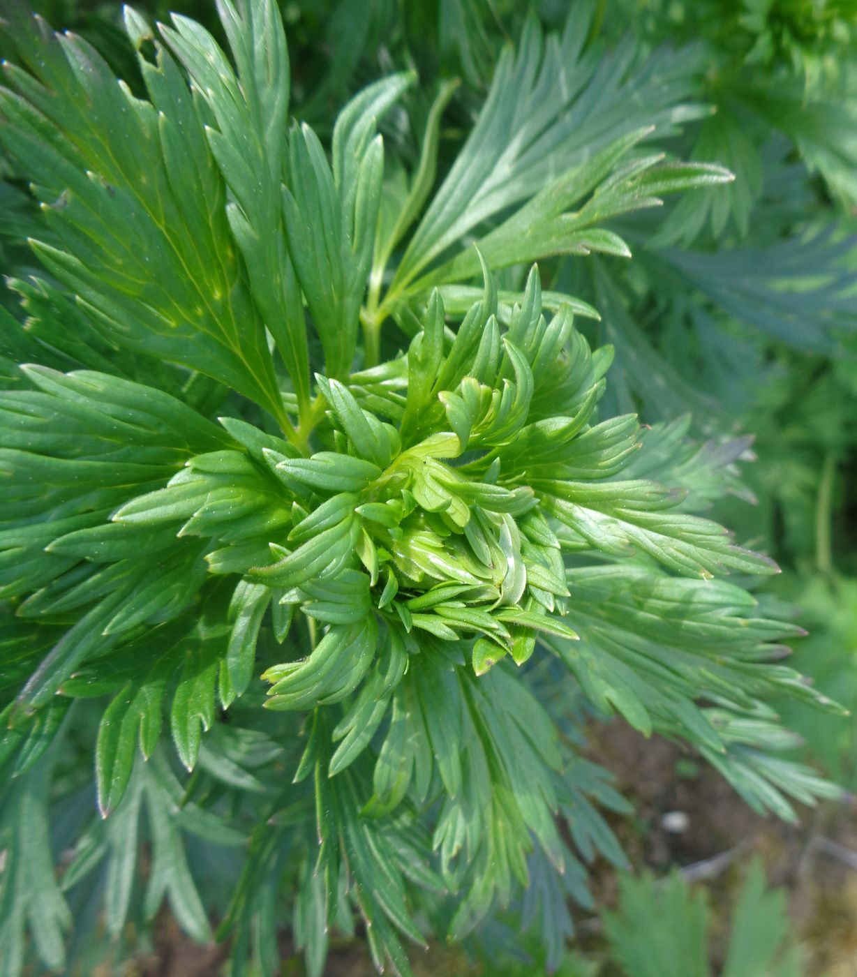 Image of Aconitum × stoerkianum specimen.