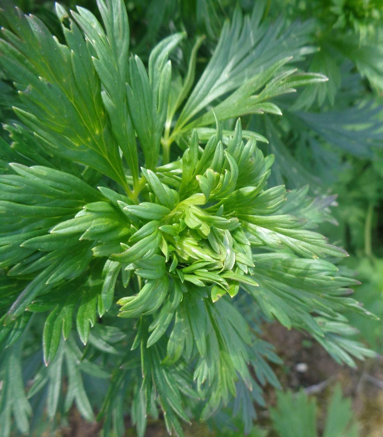 Изображение особи Aconitum &times; stoerkianum.