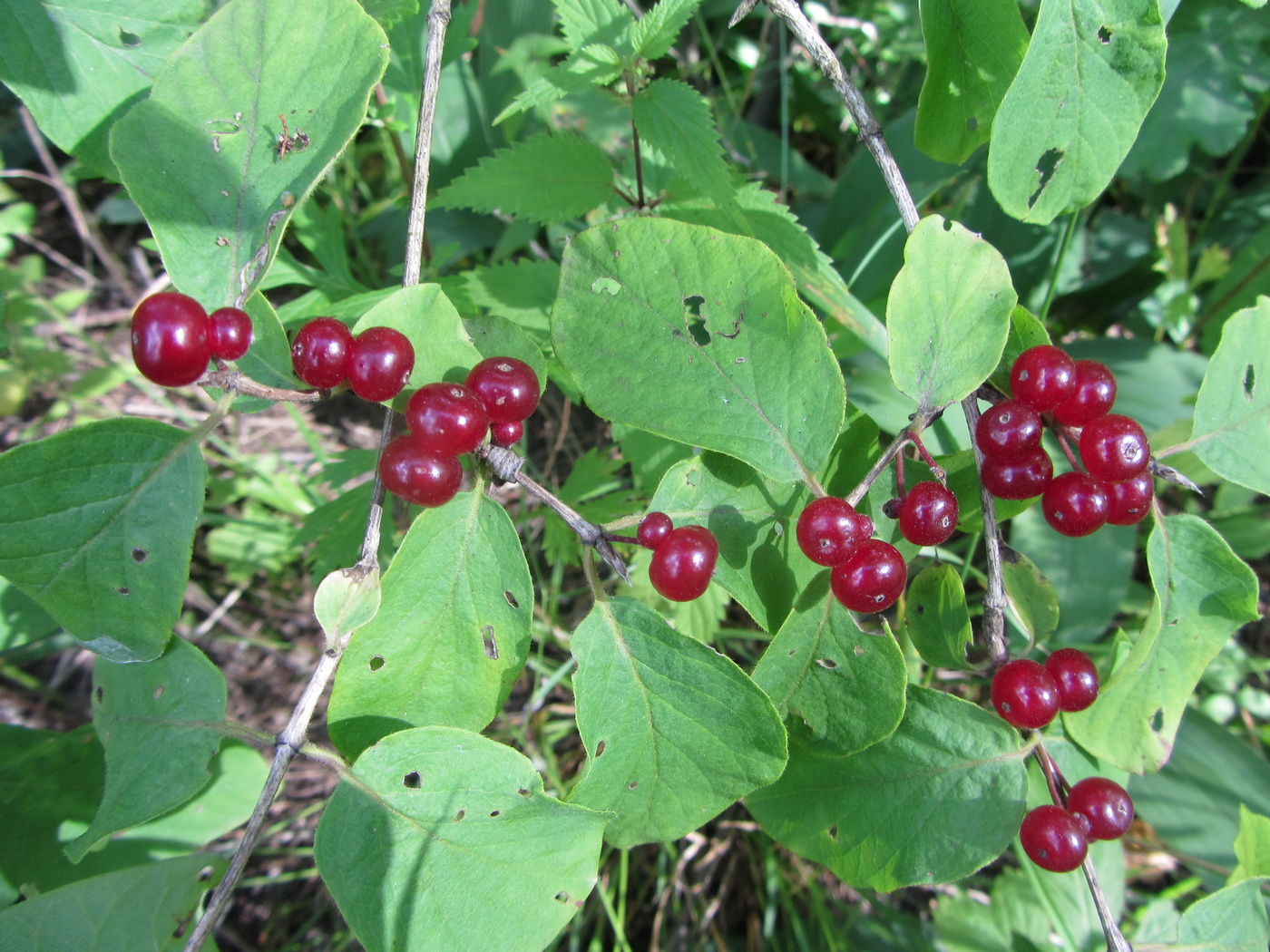 Image of Lonicera xylosteum specimen.