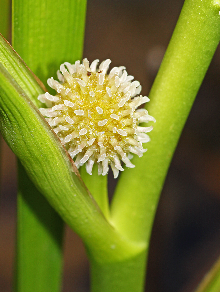 Изображение особи Sparganium japonicum.