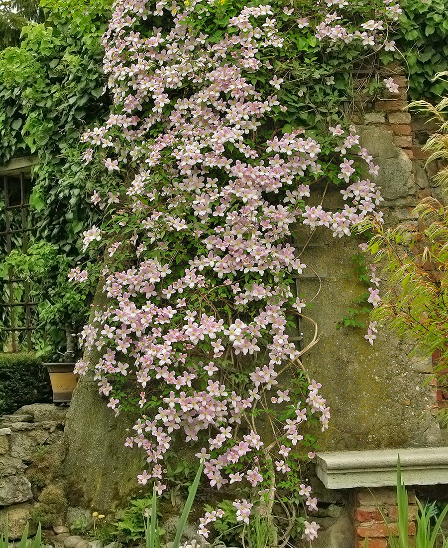 Image of Clematis montana var. grandiflora specimen.